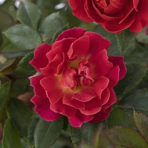 Miniature Rose Watermelon Sunblaze